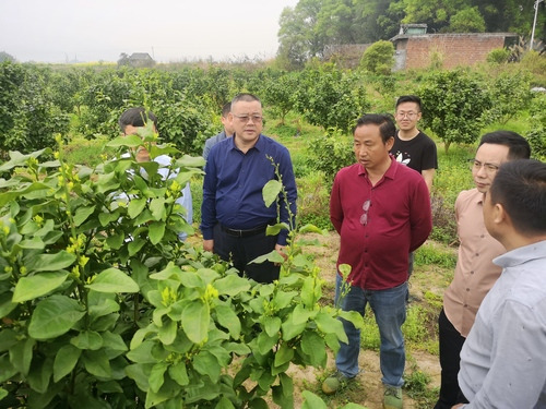 九州在线网站：何福林率博士团赴邑口村开展服务 助力乡村振兴