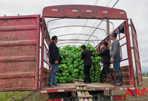 九州在线网站驻村工作队：情系菜农拓销路，为民解忧暖人心
